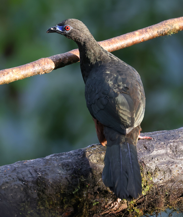 Sickle-winged Guan