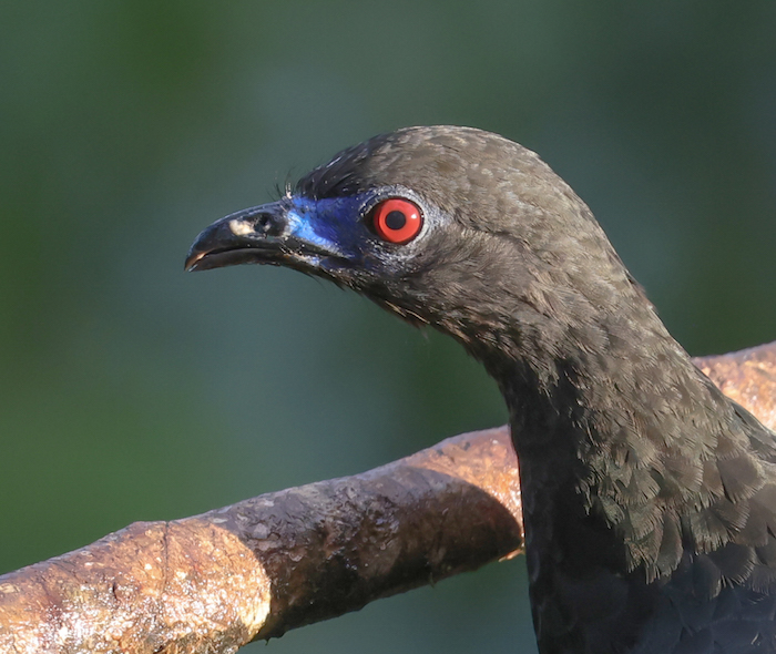Sickle-winged Guan