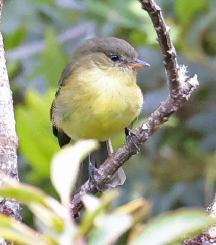 Sierran Elaenia