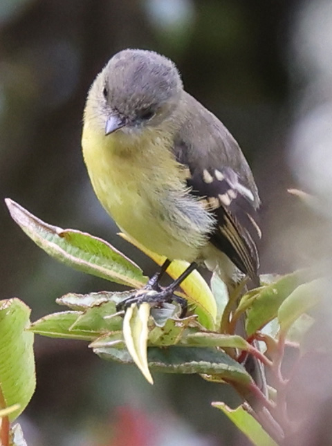 Sierran Elaenia