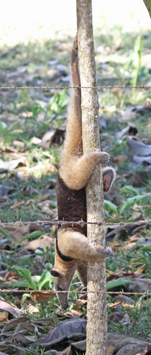 Silky Anteater