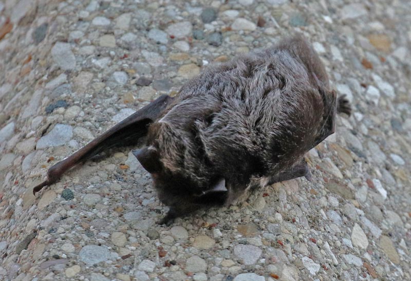 Silver-haired Bat
