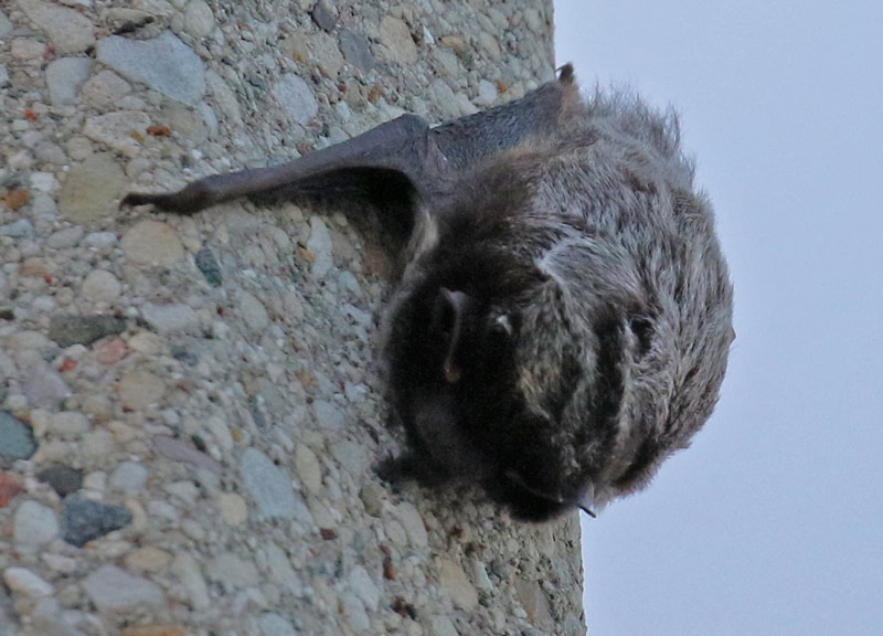 Silver-haired Bat