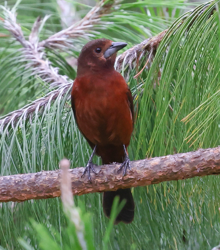 Silver-beaked Tanager