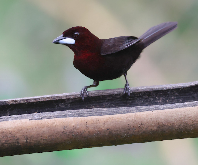 Silver-beaked Tanager