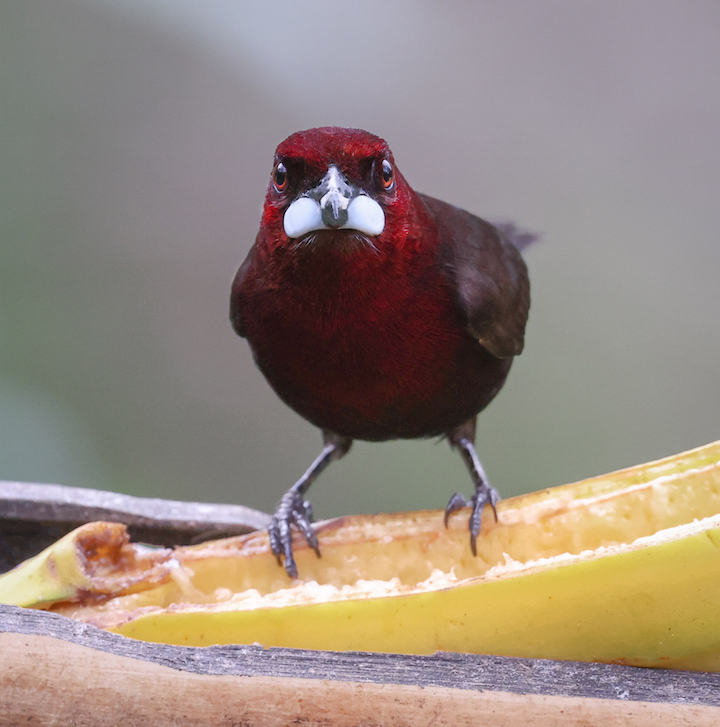 Silver-beaked Tanager