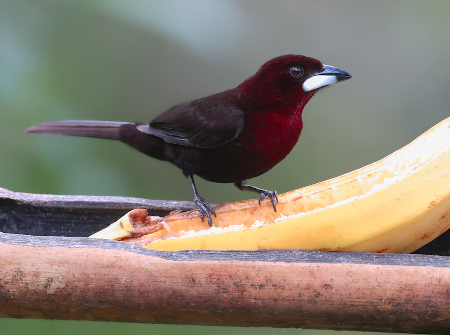 Silver-beaked Tanager