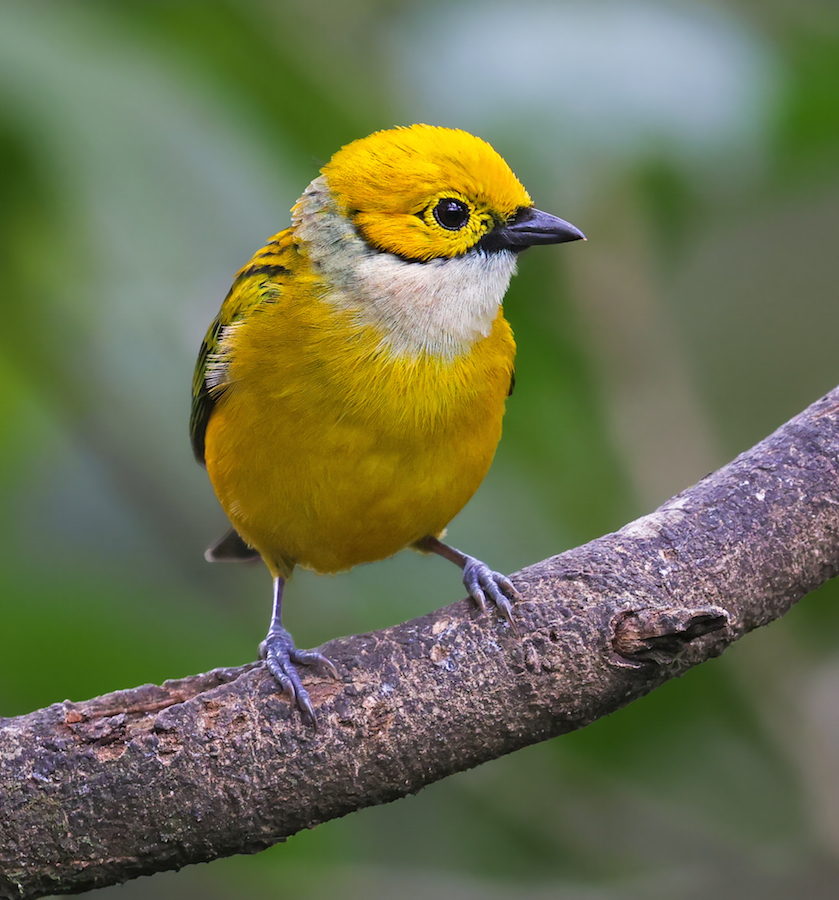 Silver-throated Tanager