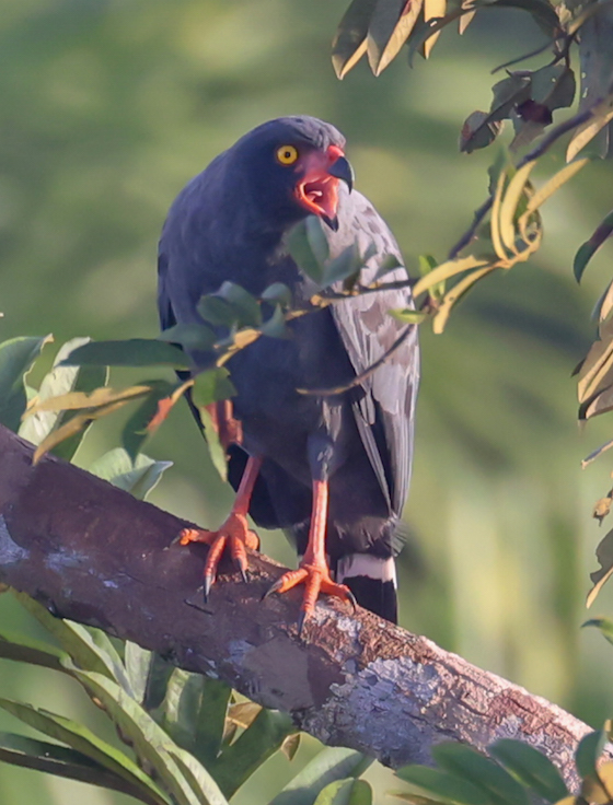 Slate-colored Hawk