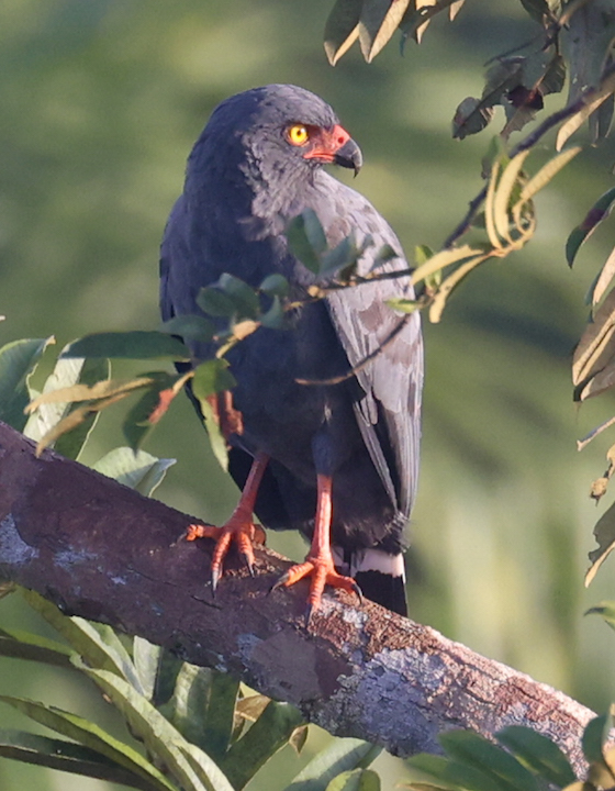 Slate-colored Hawk