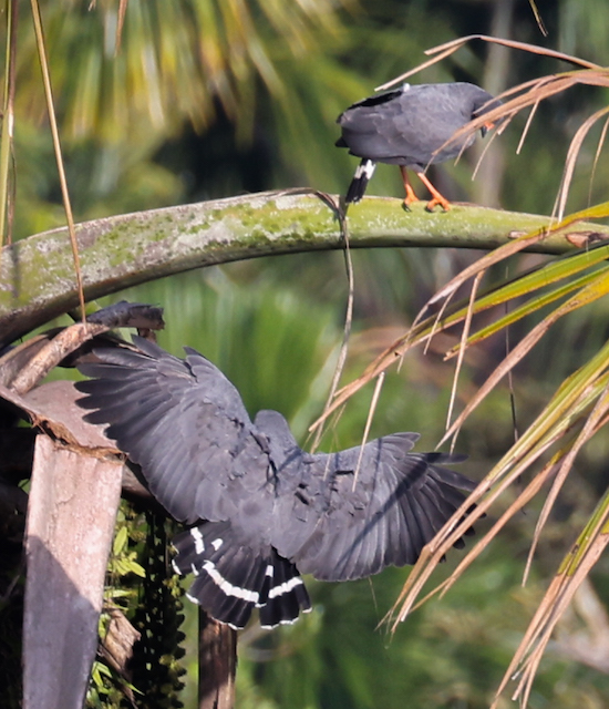 Slate-colored Hawk