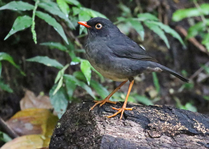 Slaty-backed Nightingale-thrush