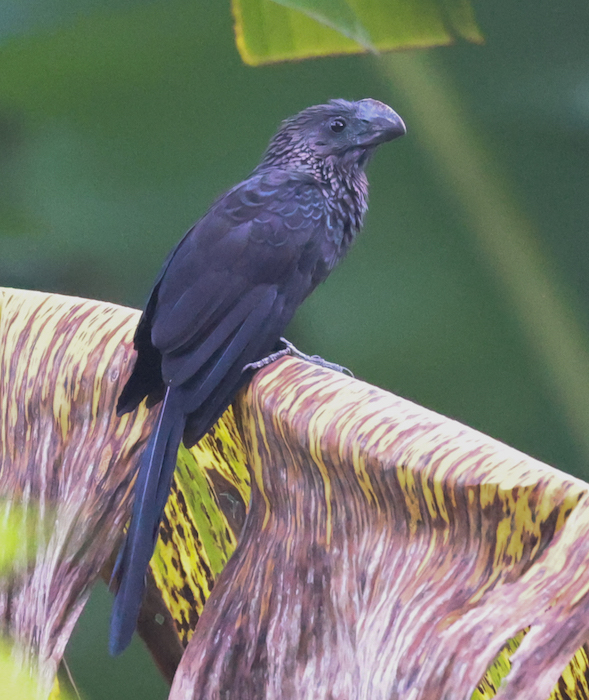 Smooth-billed Ani
