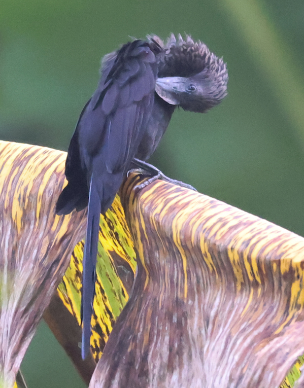 Smooth-billed Ani