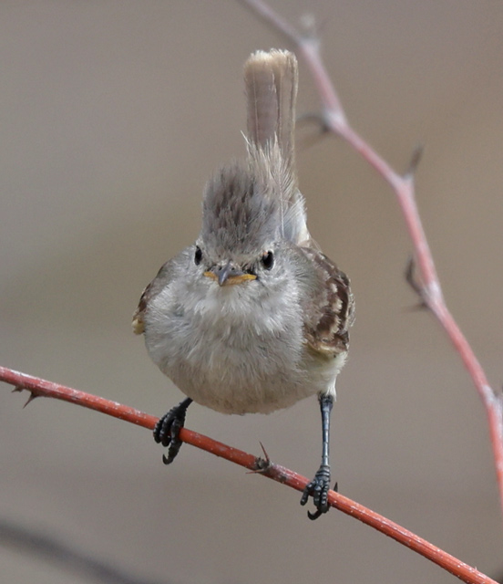 Southern Beardless-tyrannulet