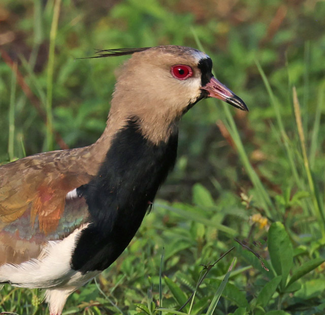 Southern Lapwingr