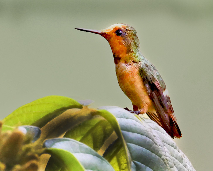 Spangled Coquette (immature)