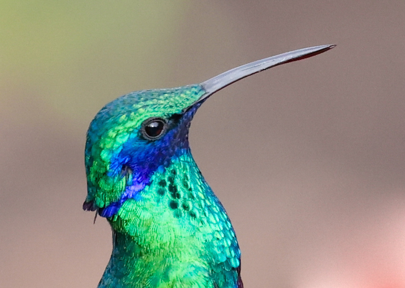 Sparkling Violetear