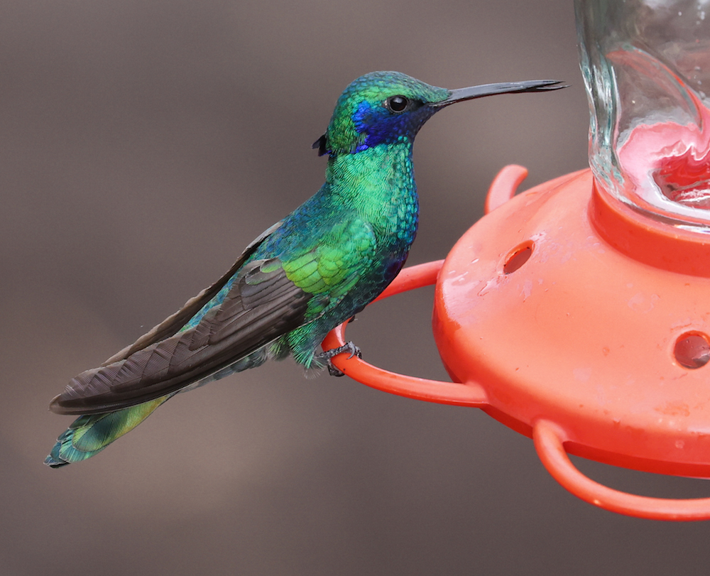 Sparkling Violetear