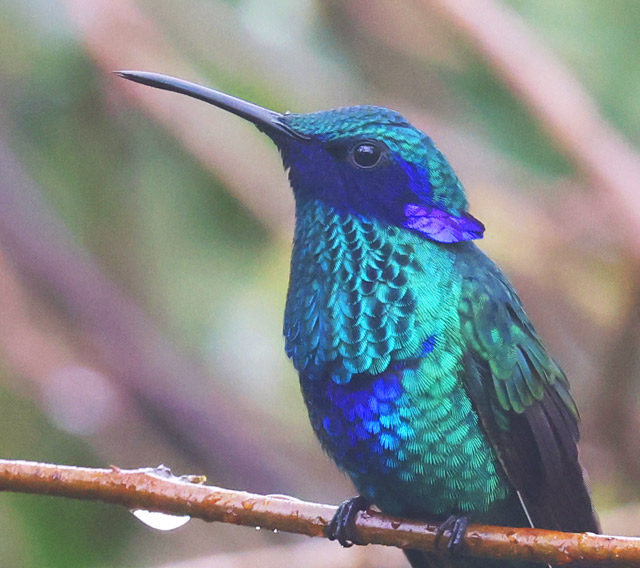 Sparkling Violetear