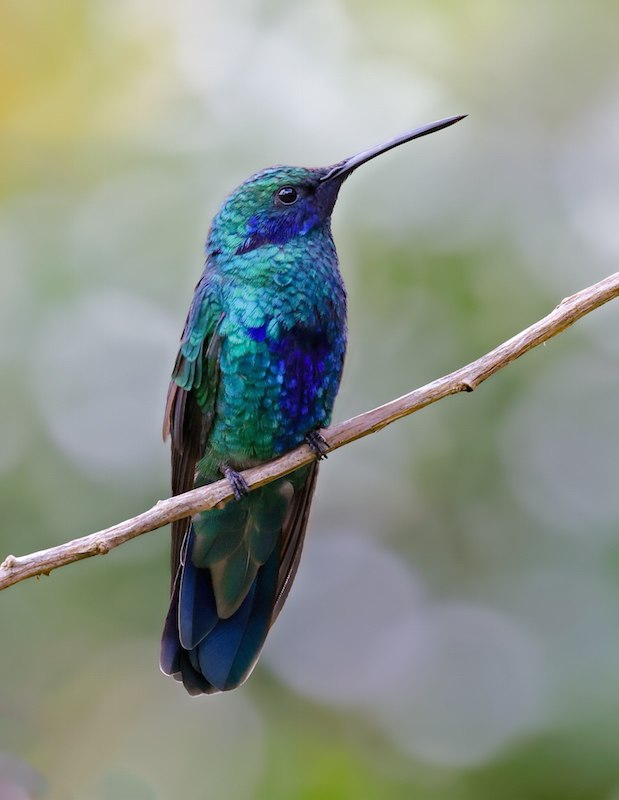 Sparkling Violetear