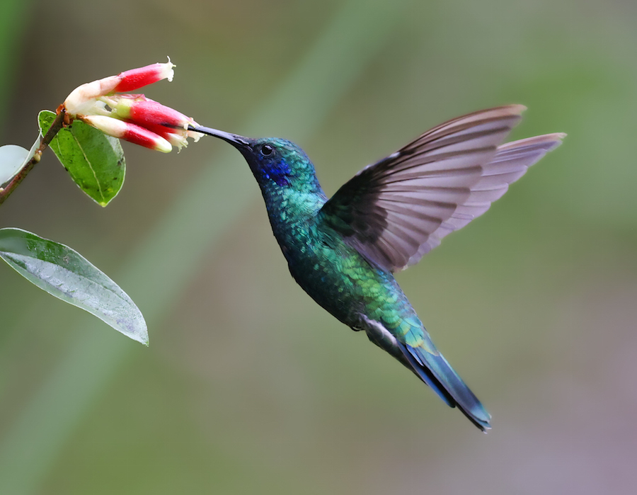 Sparkling Violetear