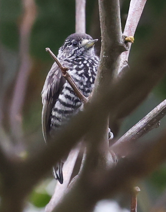 Speckle-chested Piculet