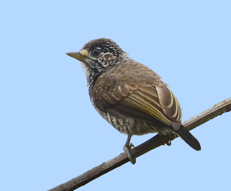Speckle-chested Piculet