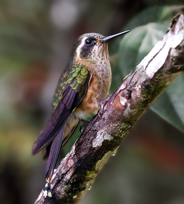 Speckled Hummingbird