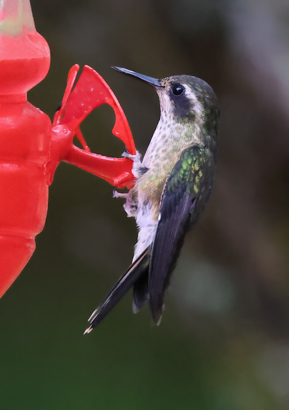 Speckled Hummingbird