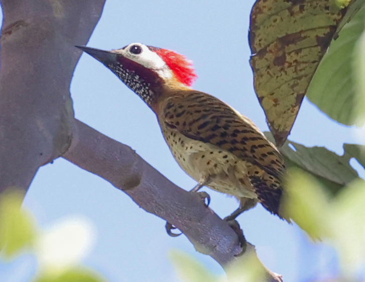 Spot-breasted Woodpecker