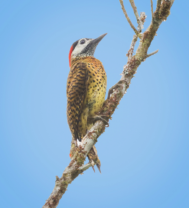 Spot-breasted Woodpecker