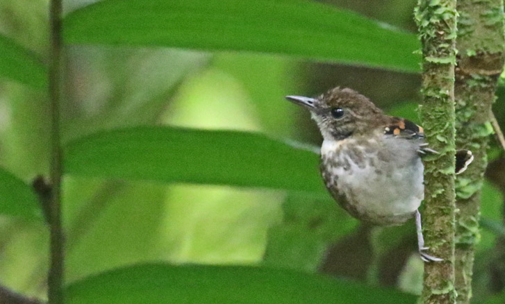 Spotted Antbird (female)