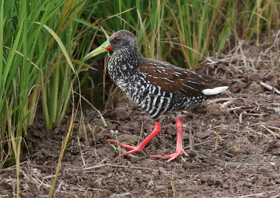 Spotted Rail
