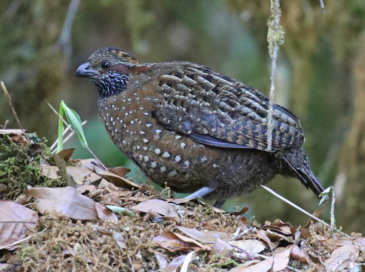 Spotted Wood-quail