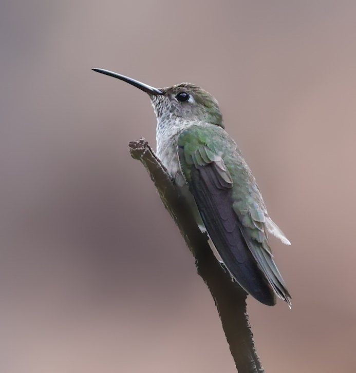 Spot-throated Hummingbird