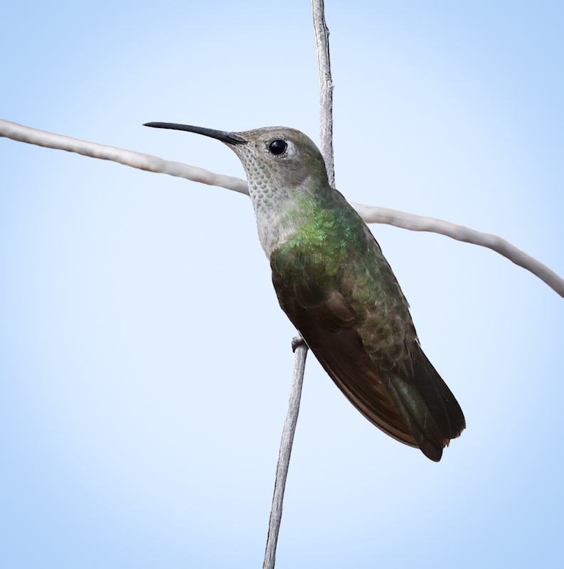 Spot-throated Hummingbird