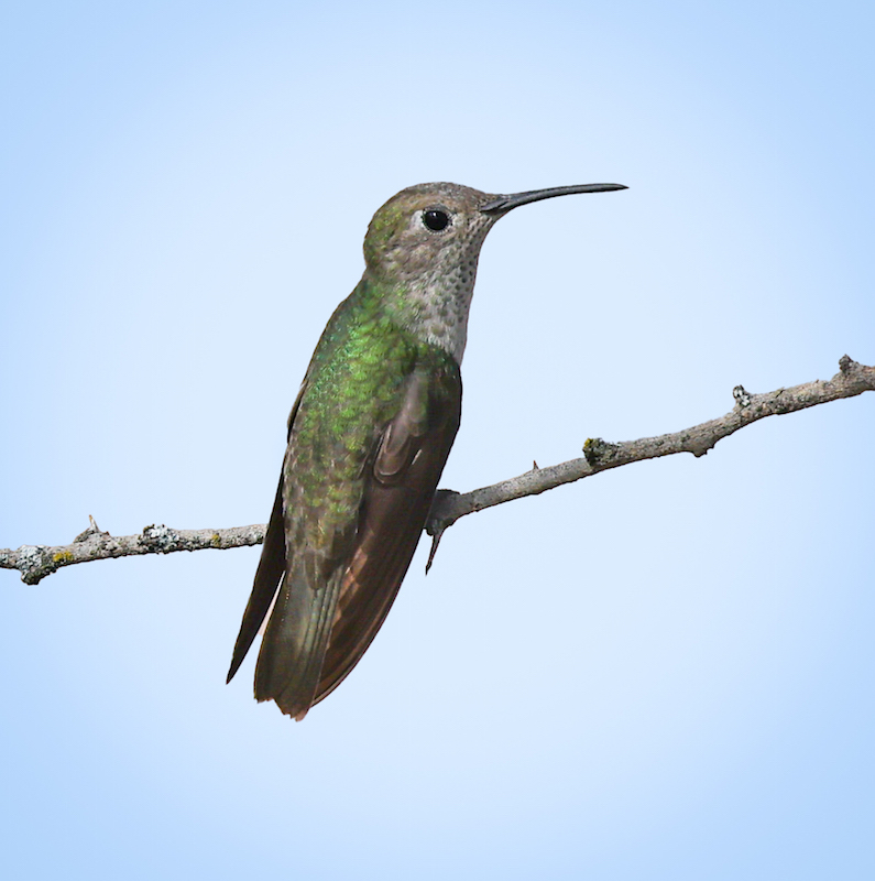 Spot-throated Hummingbird