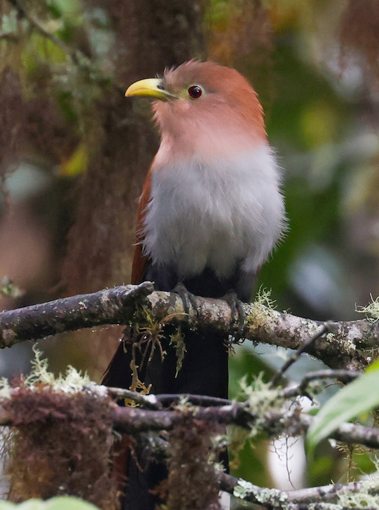 Squirrel Cuckoo
