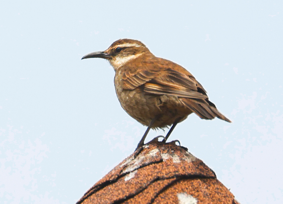 Stout-billed Cinclodes