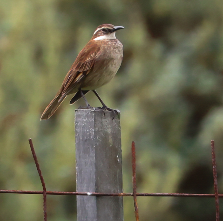 Stout-billed Cinclodes