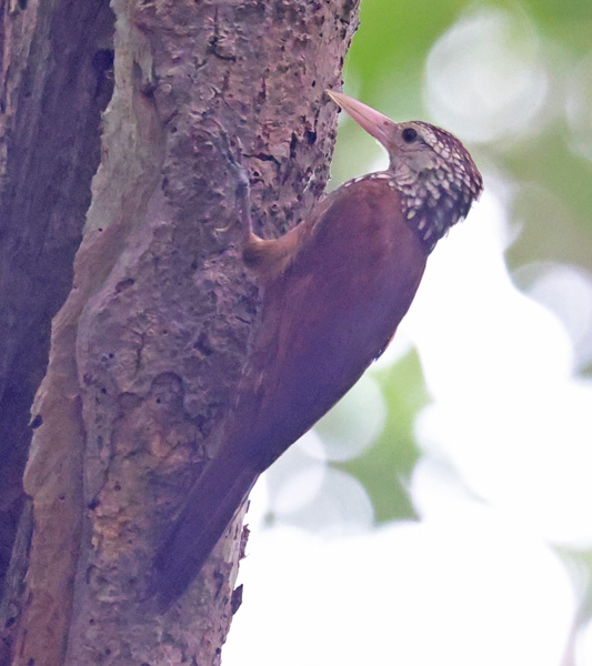 Straight-billed Woodcreeper