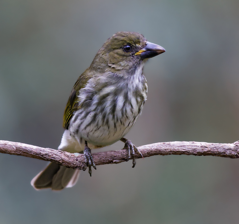 Streaked Saltator