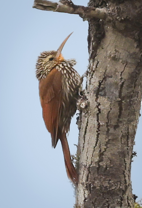 Streak-headed Woodcreeper