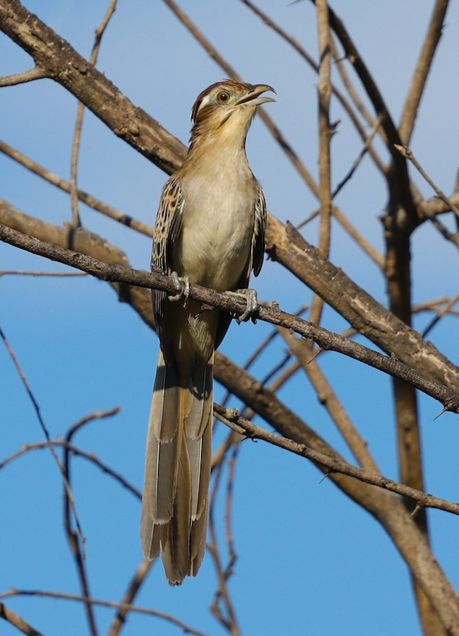 Striped Cuckoo
