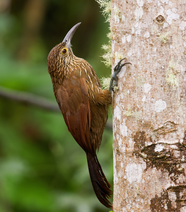 Strong-billed Woodcreeper
