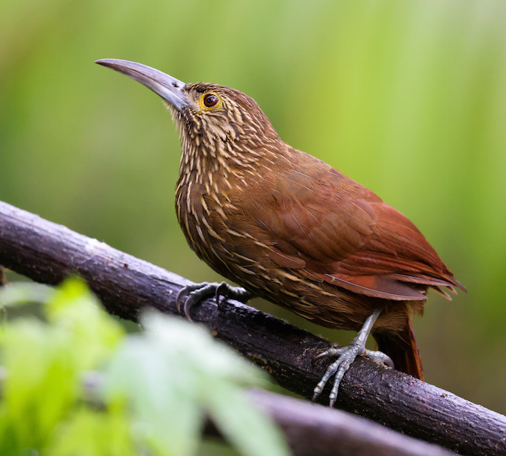 Strong-billed Woodcreeper
