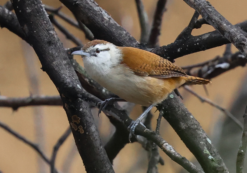 Superciliated Wren