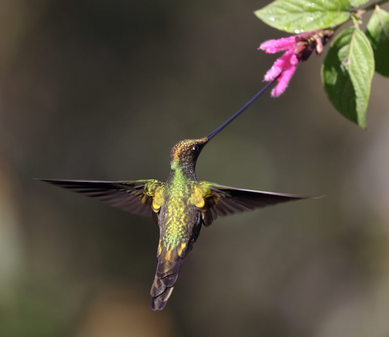 Sword-billed Hummingbird