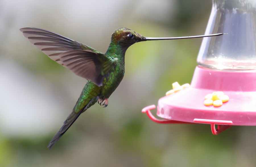 Sword-billed Hummingbird